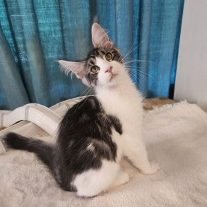 Gandalf Maine Coon
