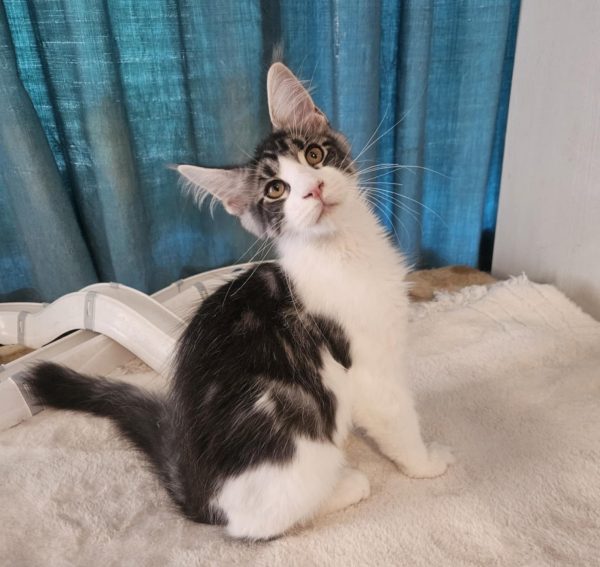 Gandalf Maine Coon