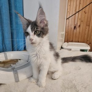 Gerold Maine Coon