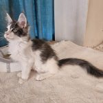 Gerold-male-main-coon-cat-puppy-for-sale-1 (2)