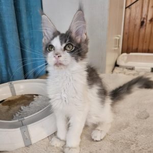 Gerold Maine Coon