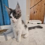 Gerold-male-main-coon-cat-puppy-for-sale-1 (4)