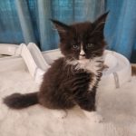 Helena-female-main-coon-cat-puppy-for-sale-1 (1)