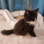 Helena-female-main-coon-cat-puppy-for-sale-1 (2)