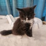 Idia Maine Coon