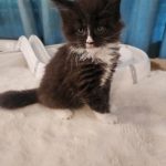 Helena-female-main-coon-cat-puppy-for-sale-1 (4)