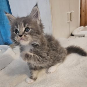 Hugo Maine Coon