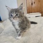 Hugo-male-main-coon-cat-puppy-for-sale-1 (2)