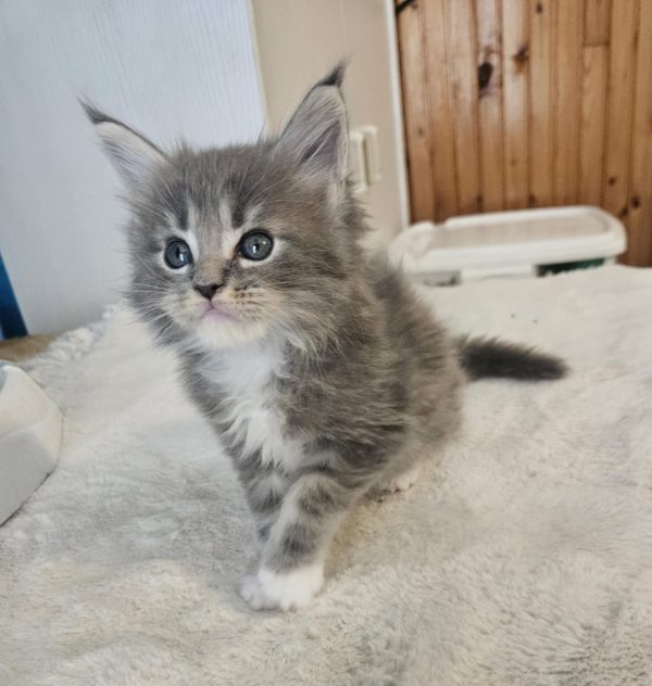 Hugo Maine Coon