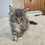 Hugo-male-main-coon-cat-puppy-for-sale-1 (3)