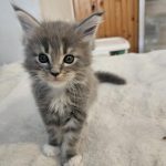 Hunor Maine Coon