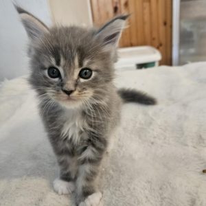 Hugo Maine Coon