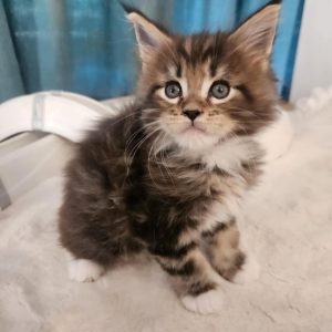 Hunor Maine Coon