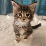 Hunor-male-main-coon-cat-puppy-for-sale-1 (2)