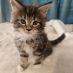 Hunor-male-main-coon-cat-puppy-for-sale-1 (3)