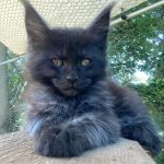 Idia-female-main-coon-cat-puppy-for-sale-1