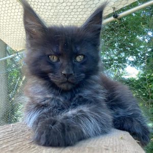 Idia Maine Coon