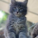 Intey Maine Coon