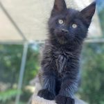 Lakis Maine Coon