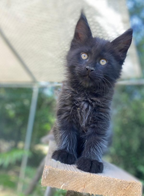 Intey Maine Coon