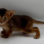 Darsik-male-Abyssinian-cat-puppy-for-sale-1 (1)
