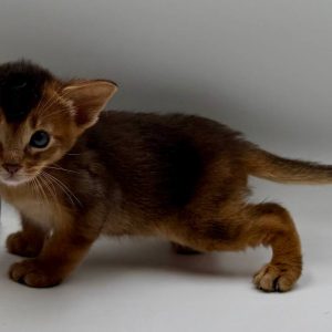 Darsik Abyssinian