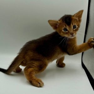 Darsik Abyssinian
