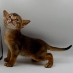 Darsik-male-Abyssinian-cat-puppy-for-sale-1 (3)