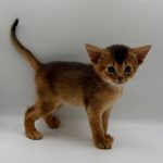 Diana-female-Abyssinian-cat-puppy-for-sale-1 (1)