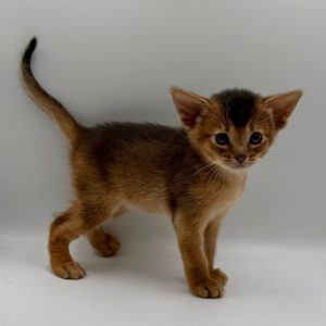 Diana Abyssinian
