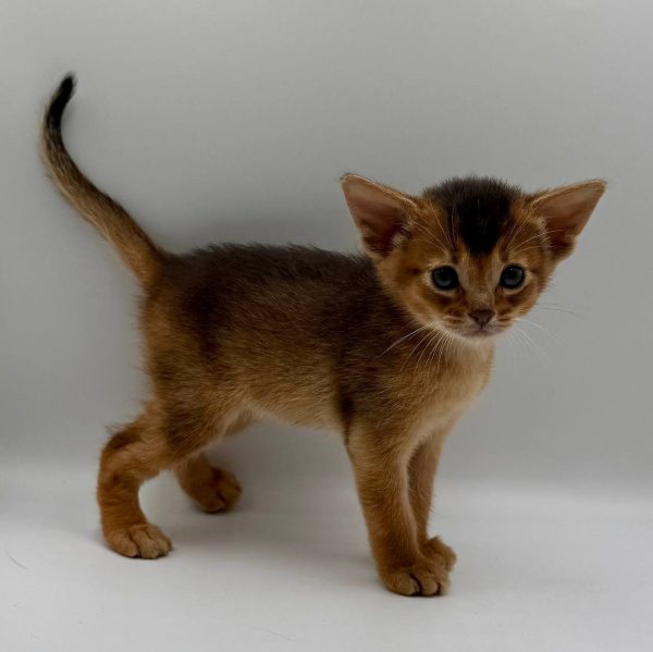 Diana Abyssinian
