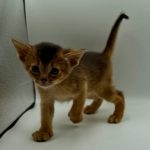 Diana-female-Abyssinian-cat-puppy-for-sale-1 (2)
