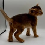 Diana-female-Abyssinian-cat-puppy-for-sale-1 (3)
