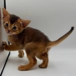 Diana-female-Abyssinian-cat-puppy-for-sale-1 (4)