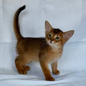 Emir Abyssinian