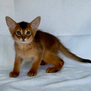 Emir Abyssinian