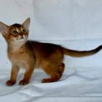 Emir-male-Abyssinian-cat-puppy-for-sale-1 (3)