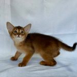 Emir-male-Abyssinian-cat-puppy-for-sale-1 (4)