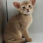 Eshka-female-Abyssinian-cat-puppy-for-sale-1 (1)