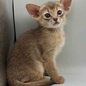 Eshka Abyssinian