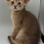 Eshka-female-Abyssinian-cat-puppy-for-sale-1 (2)