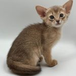 Eshka-female-Abyssinian-cat-puppy-for-sale-1 (3)