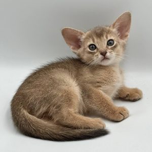 Eshka Abyssinian