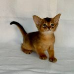 Flora-female-Abyssinian-cat-puppy-for-sale-1 (1)