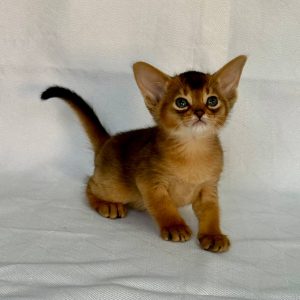 Flora Abyssinian