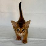 Flora-female-Abyssinian-cat-puppy-for-sale-1 (2)