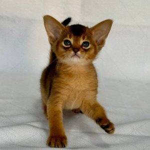 Flora Abyssinian
