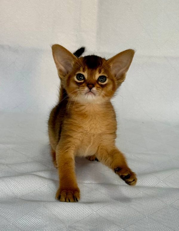Flora Abyssinian