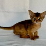 Flora-female-Abyssinian-cat-puppy-for-sale-1 (4)
