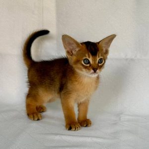 Fortuna Abyssinian